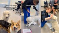 Great Pyrenees Puppy & Corgi Forget They’re at the Vet and Just Have Fun