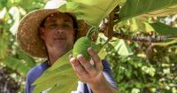 Climate change has given this tropical fruit a warm welcome in Florida yards