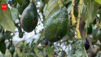Scientists found genetically unusual avocados in Nicaragua that may preserve clues to a 5,000-year-old human journey from South America