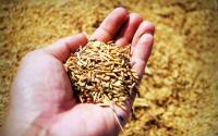 KKR-backed Advanta to acquire Egypt-based seed company