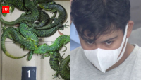 Mexican man arrested with 200 lizards hidden in socks at Tokyo airport; bought for $3.50, some worth $630