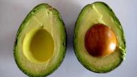 Avocado pickers in Mexico welcome restart of exports to US, but cartel fears remain