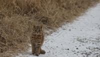 Climate change could doom four Korean mammals — but could help a fifth