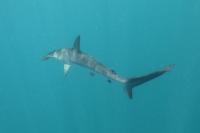 Rare Hammerhead Discovery Suggests Climate Change Could Be Reshaping Shark Habitats