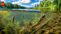 In 2012, scientists began using dragonfly larvae to reveal where mercury pollution is building up in freshwater ecosystems