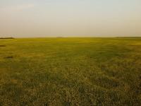 Canadian farmers fight heavy disease threat as harvest approaches