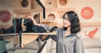 New Taipei opens cat-friendly space to promote pet care, adoption