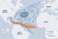 Climate Change May Be Boosting the Sargassum Belt Between Africa and America