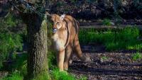 California Study Finds Mountain Lions Cut Deer-Vehicle Crashes by 67%