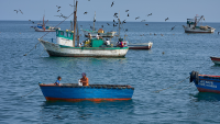 Why an anchovy shortage 8,000km away could cost Spain’s fish-lovers more
