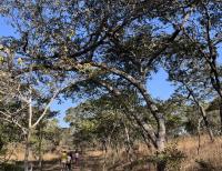 Zambia: Will the next government care for Lusaka’s endangered forest reserve?