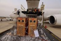 TAAG transports lions across Africa