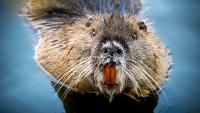 The bizarre story of the 76 beavers parachuted into Idaho in 1948