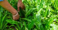 Agricultural dependence on foreign workers is growing