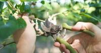 Gardeners urged to complete 'simple' August job before the end of this week