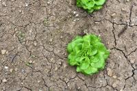 UK Researchers Target Drought-Resilient Vegetables
