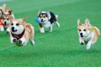 From loudest bark to smartest nose, Corgis test their skills at a growing international race