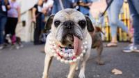 Jinny Lu Crowned World's Ugliest Dog in California