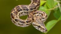 Woman quits banker job and moves to Zimbabwe – now she has huge python as flatmate