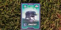 The inspiring survival of Jimothy, the hunchbacked raccoon who conquered Seattle