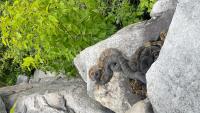 Cluster of timber rattlesnakes in Pennsylvania sparks calls to keep the location private