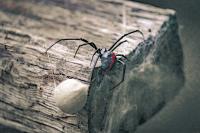 The 3 Venomous Spiders You May Encounter in Maine
