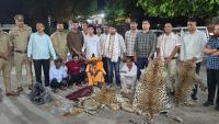 Leopard poaching network busted in Madhya Pradesh; Delhi NGO links under scanner