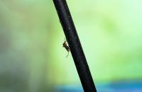 EU health agency urges protection against West Nile virus