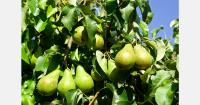 Portugal’s Rocha pear crop forecast up 13%
