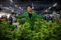 How Cannabis Events Have Become Part Of The Industry Infrastructure