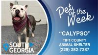 South Georgia Pet of the Week: Calypso