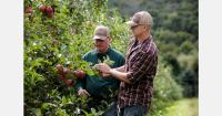 First indicators point to smaller U.S. apple crop