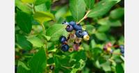 Fresh Peruvian blueberries gain access to Egypt