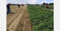 New potato harvest in Nevrokopi, Greece estimated at 80,000–90,000 tonnes