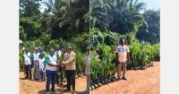 Côte d'Ivoire replants its coconut plantations