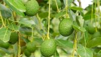 Kenya to distribute 5M avocado seedlings, 1M cocoa seedlings to diversify local farming 