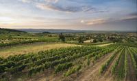 Austrian Wine expands wine atlas 
