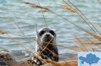 Caspian Seal Conservation Faces New Challenges as Sea Changes
