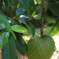 That Soursop Leaf You Sweep Away Could Be Fighting Prostate Cancer-New Ghana
