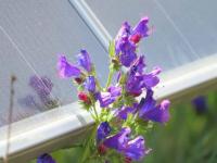 Statkraft secures go-ahead for UK solar site