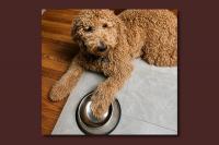 Dog Food Recalled in New York and Pennsylvania Over Salmonella