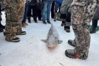 Michigan’s Longest-Living Fish May Reach 300 Years Old