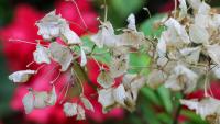 Gardeners issued advice to keep plants alive during UK hosepipe bans