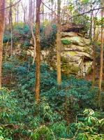 Trees and human health