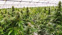Cannabis Use May Increase Fall Risk in Adults With HIV