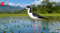 Hawaii's native stilt nearly disappeared decades ago; communities and scientists helped its population surpass 1,500 after decades of conservation efforts