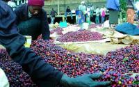 Why EU rules could redefine Africa's agricultural competitiveness