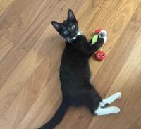 Adoptable Pet of the Week: Yankee Doodle