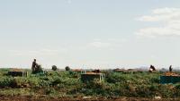 How organized crime became embedded in Italy’s agricultural sector