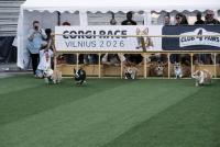 Corgis and owners descend on Lithuanian city for annual race
